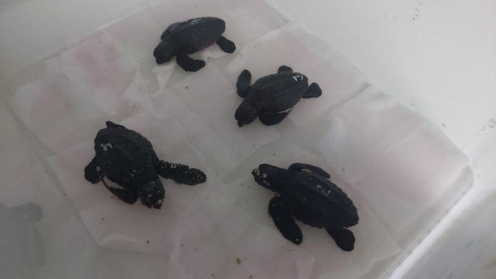 Algunas crías de tortuga boba que vivirán en el Cegma de Algeciras.