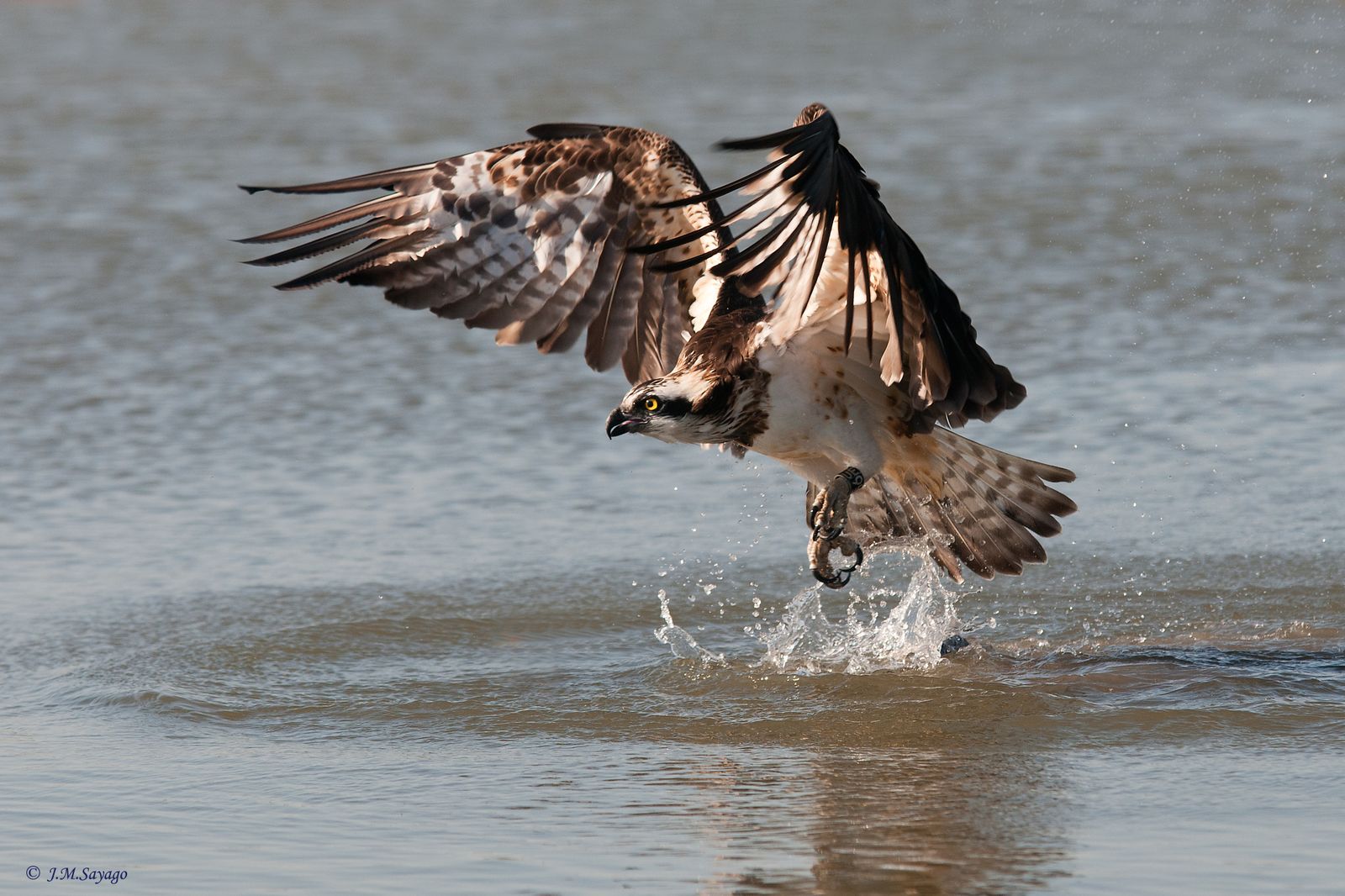 Águila pescadora en el Paraje Natural Marismas del Odiel.
