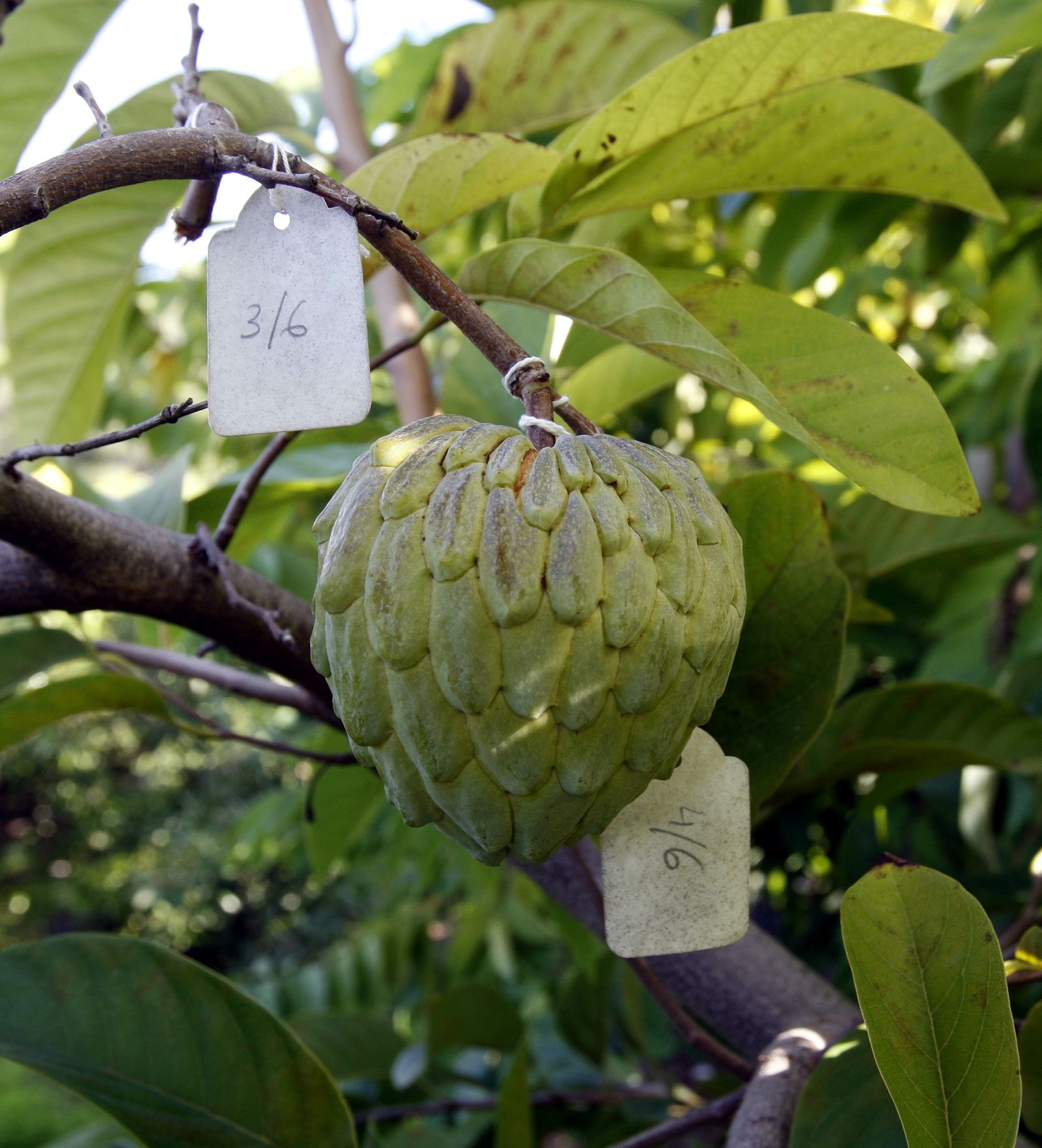 Cultivo híbrido entre chirimoya y atamoya.