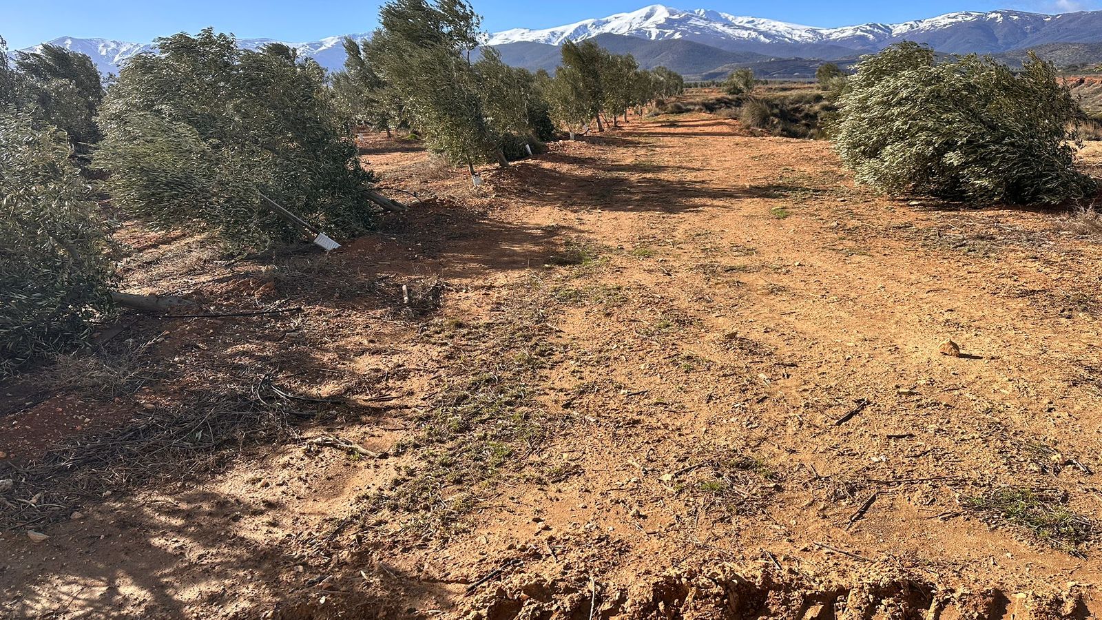 Olivos arrancados en Guadix