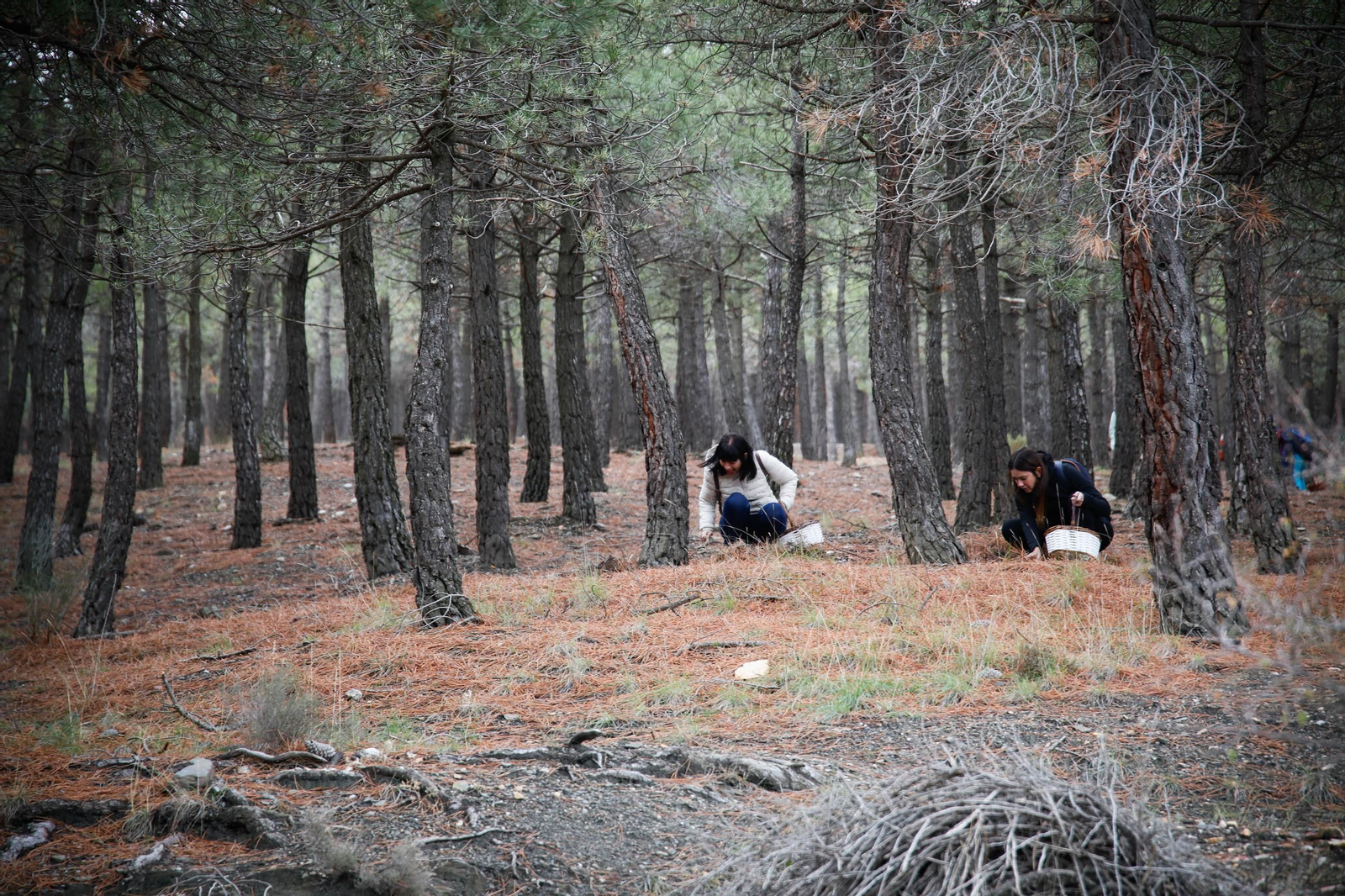 La ruta recolectora de setas en Abla por las XIX Jornadas Micológicas, en imágenes