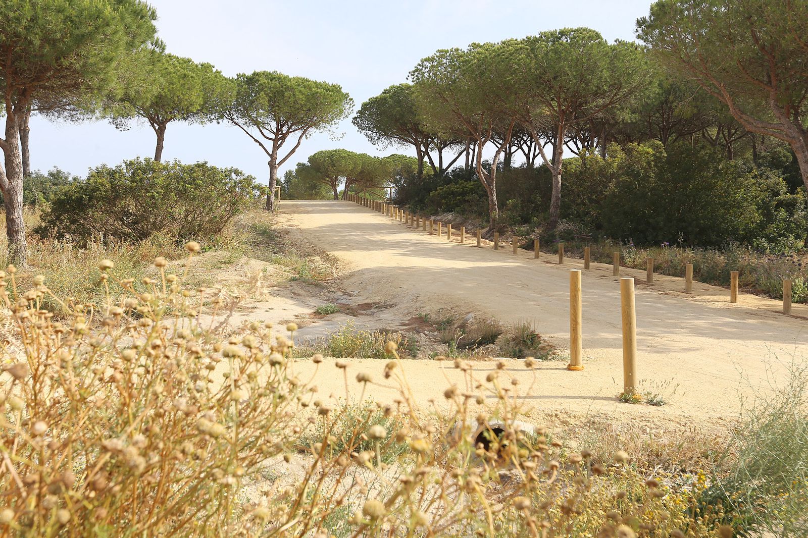 Parque de la Loma del Puerco donde se encuentran hasta seis variedades diferentes de narcisos.