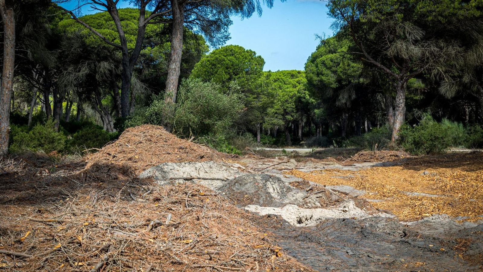 Restos, con montículos, de podas y astillas a finales de julio.