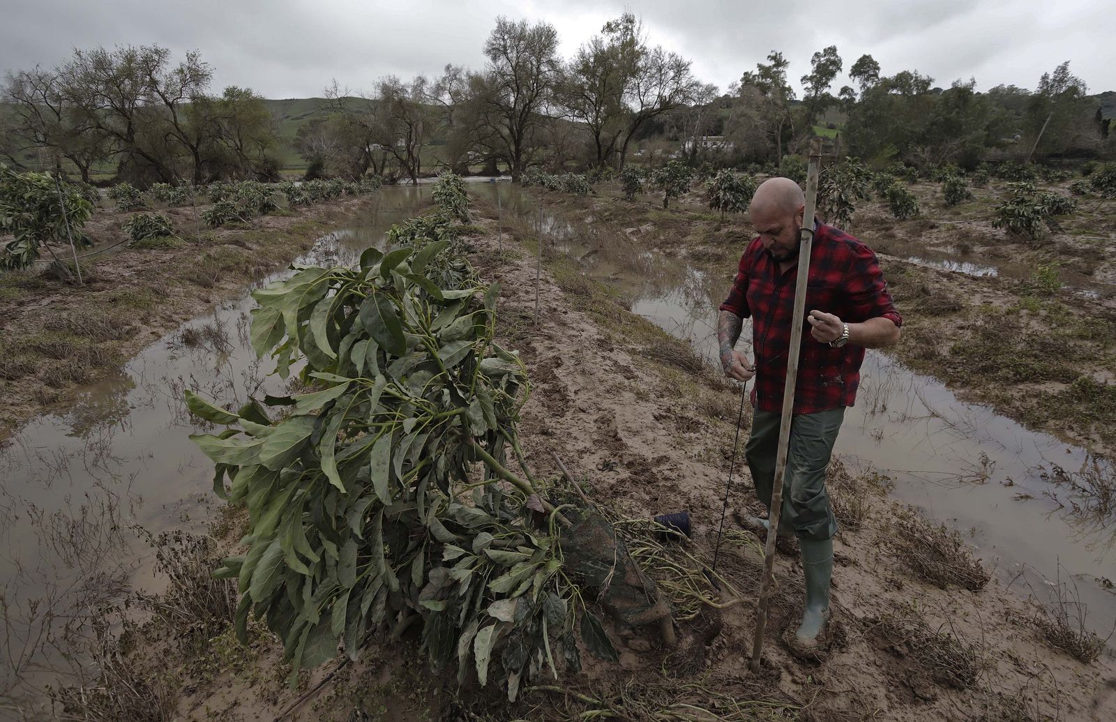 El sector estima una reducción de al menos el 20% de la producción agrícola total de la comunidad autónoma como consecuencia de los daños sufridos por las inundaciones y los fuertes vientos en los campo de cultivo. Un agricultor de Jimena de la Frontera trata de salvar su plantación de aguacates tras la crecida del río Guadiaro en La Herradura.