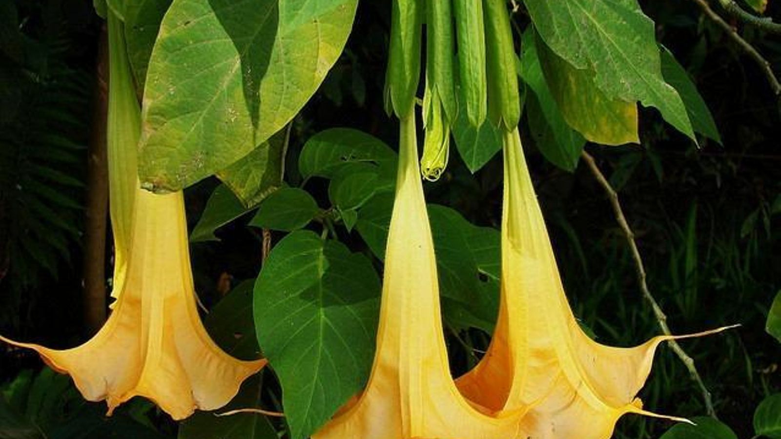Datura para un jardín en primavera.
