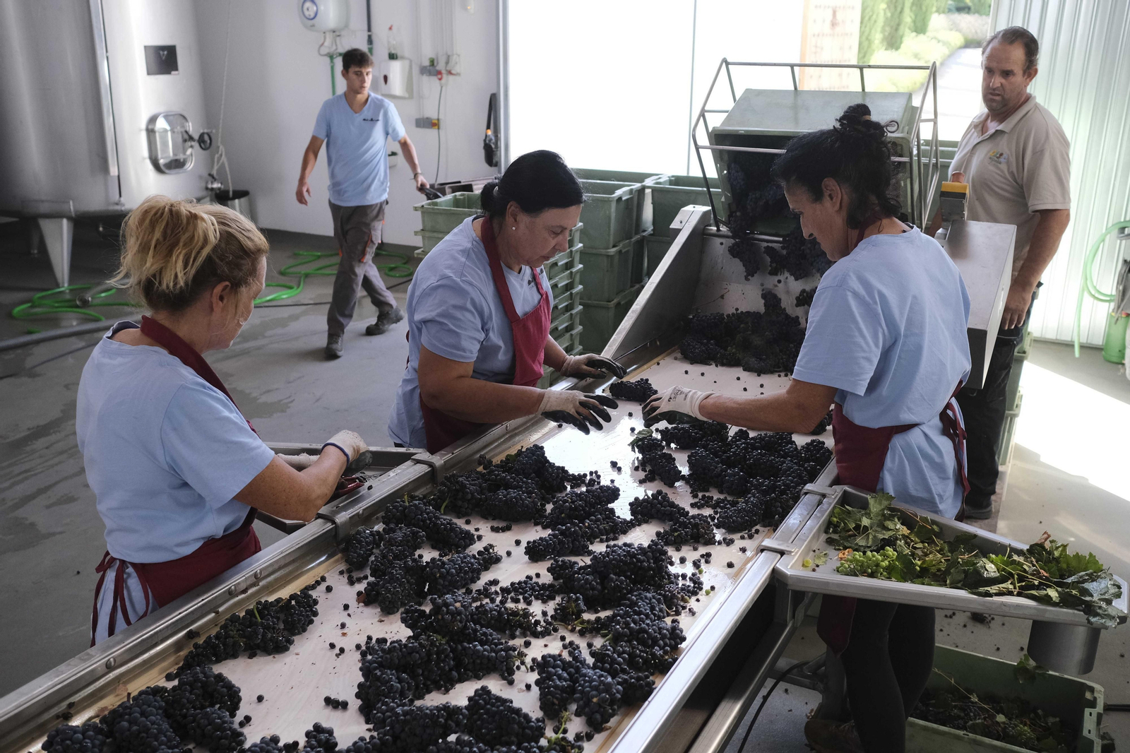 La vendimia de la Serranía de Ronda, en fotos.