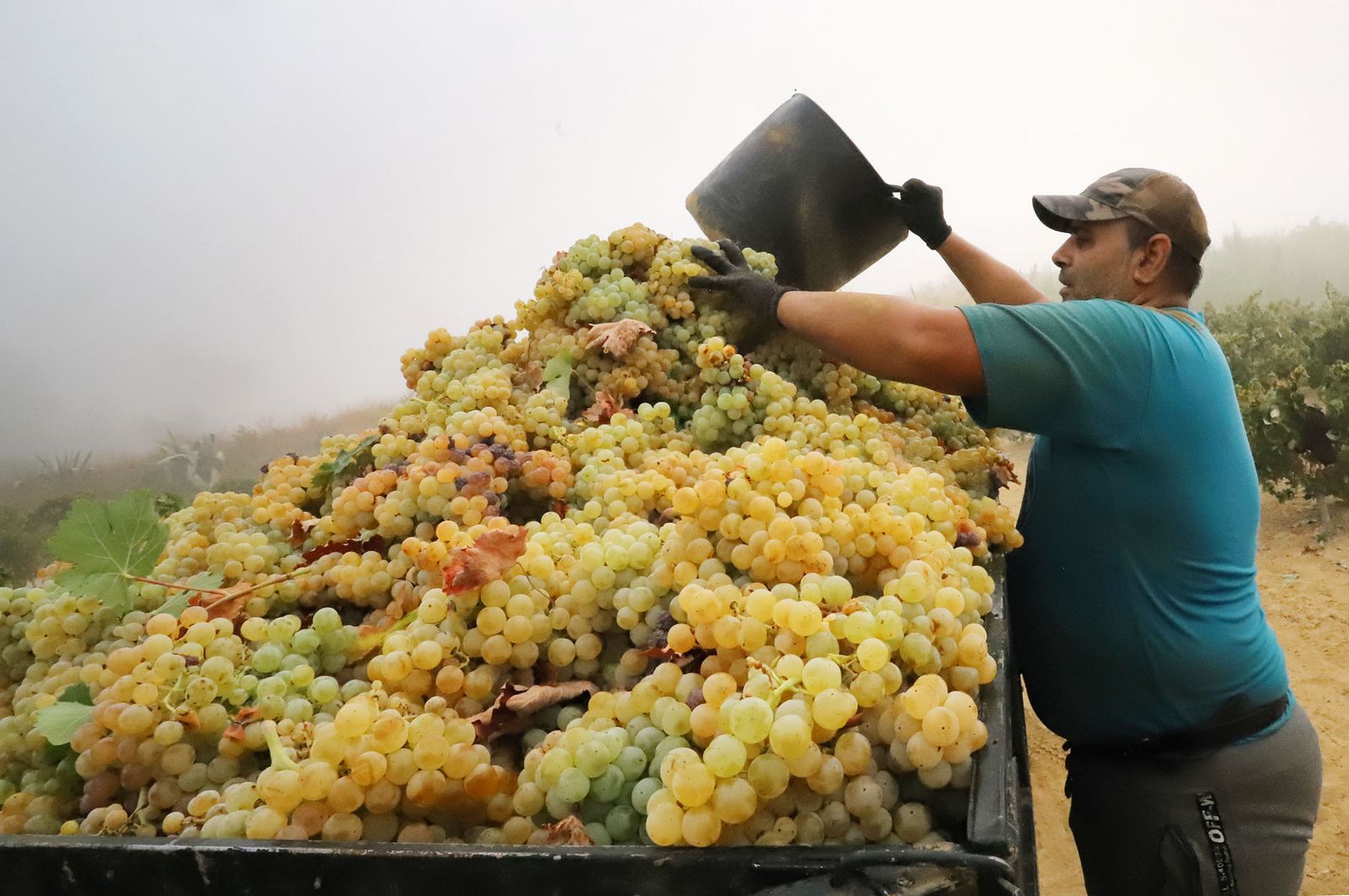 Un trabajador vuelca las uvas en un vehículo para transportarlas.