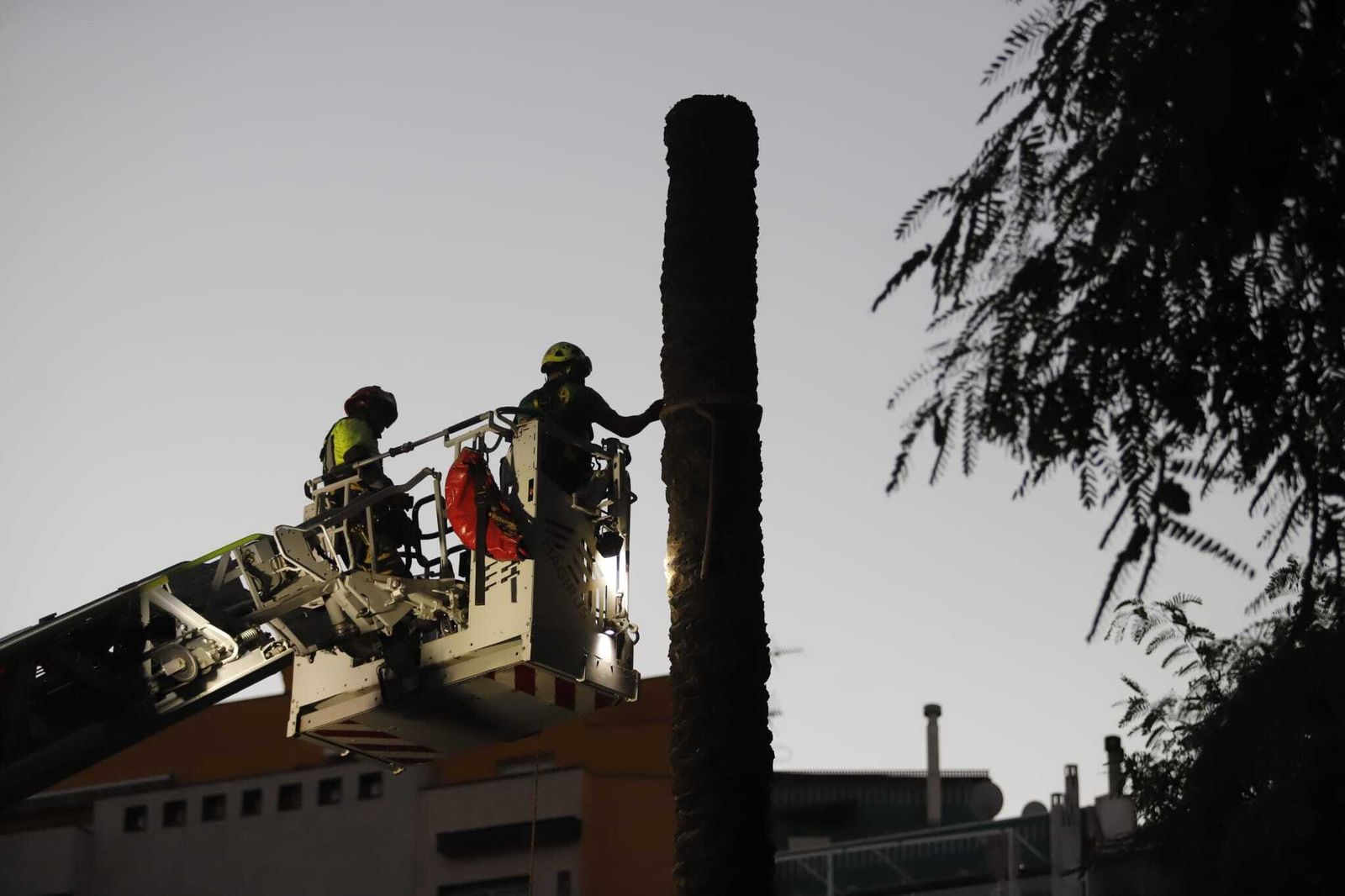 Las imágenes de la tala de la emblemática Palmera de Huelva