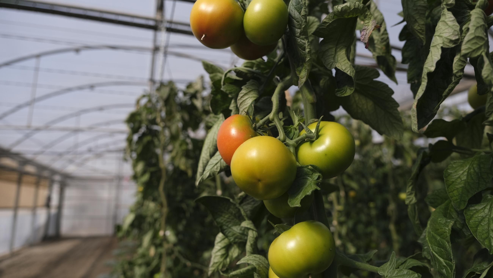 50 años de la Estación Experimental Cajamar-Las Palmerillas, en fotos