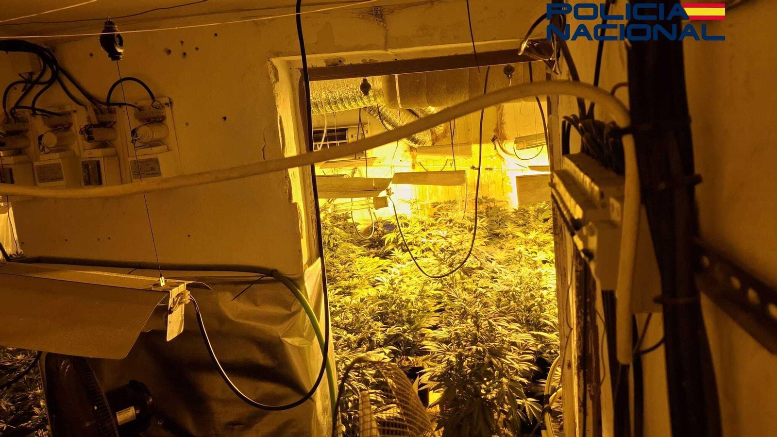 Marihuana incautada en Linares.