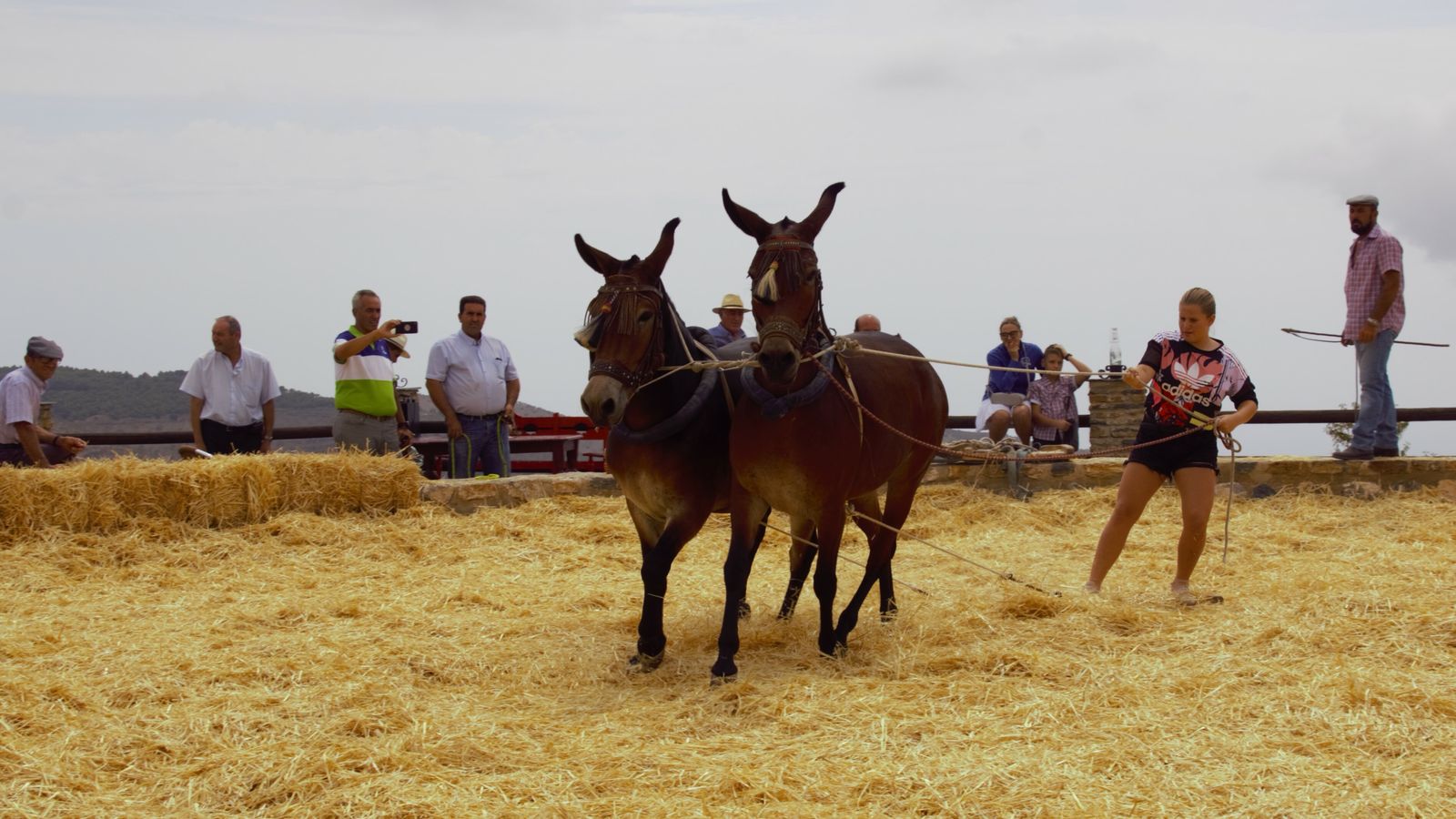 Pese a la amplia oferta, la trilladura sigue siendo la actividad principal de la fiesta.
