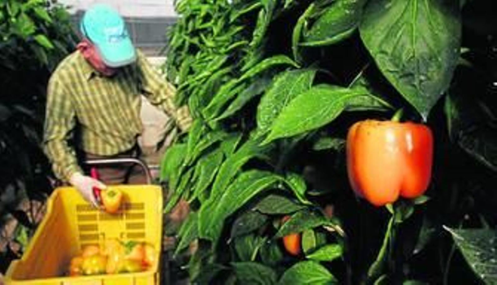 Un agricultor almeriense recoge pimientos dentro de su invernadero, un producto que gana cuota en el mercado estadounidense cada año.