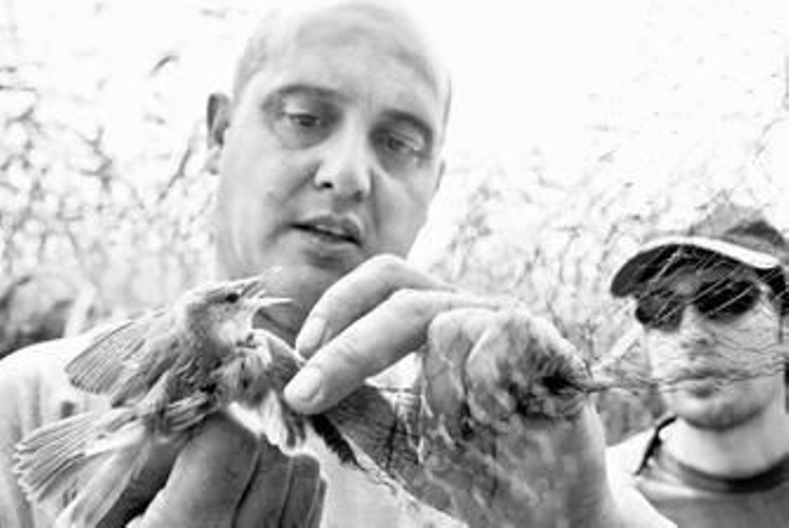 Campamento de trabajo de anillamiento que se ha desarrollado este verano en el humedal.