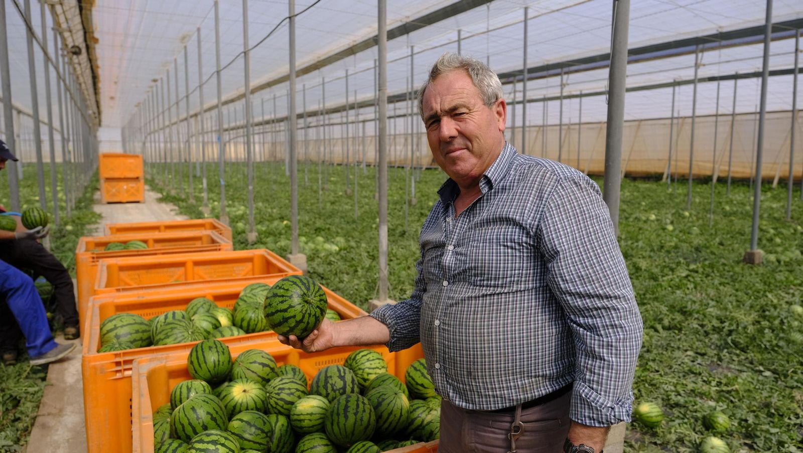 Imágenes de las primeras sandías que salen de Almería esta campaña