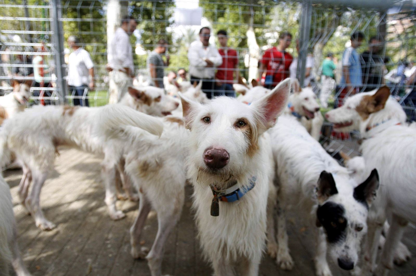 Rehalas en Intercaza.