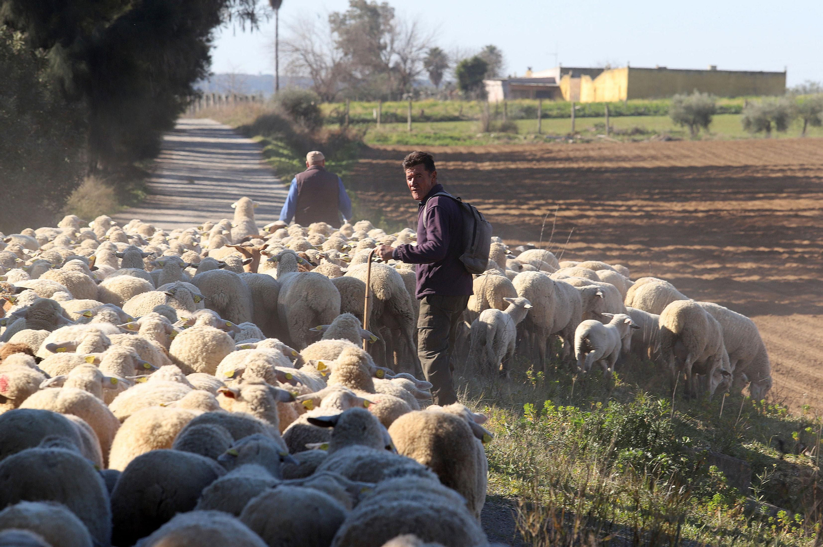 Imágenes del pastoreo de ovejas en Almonte