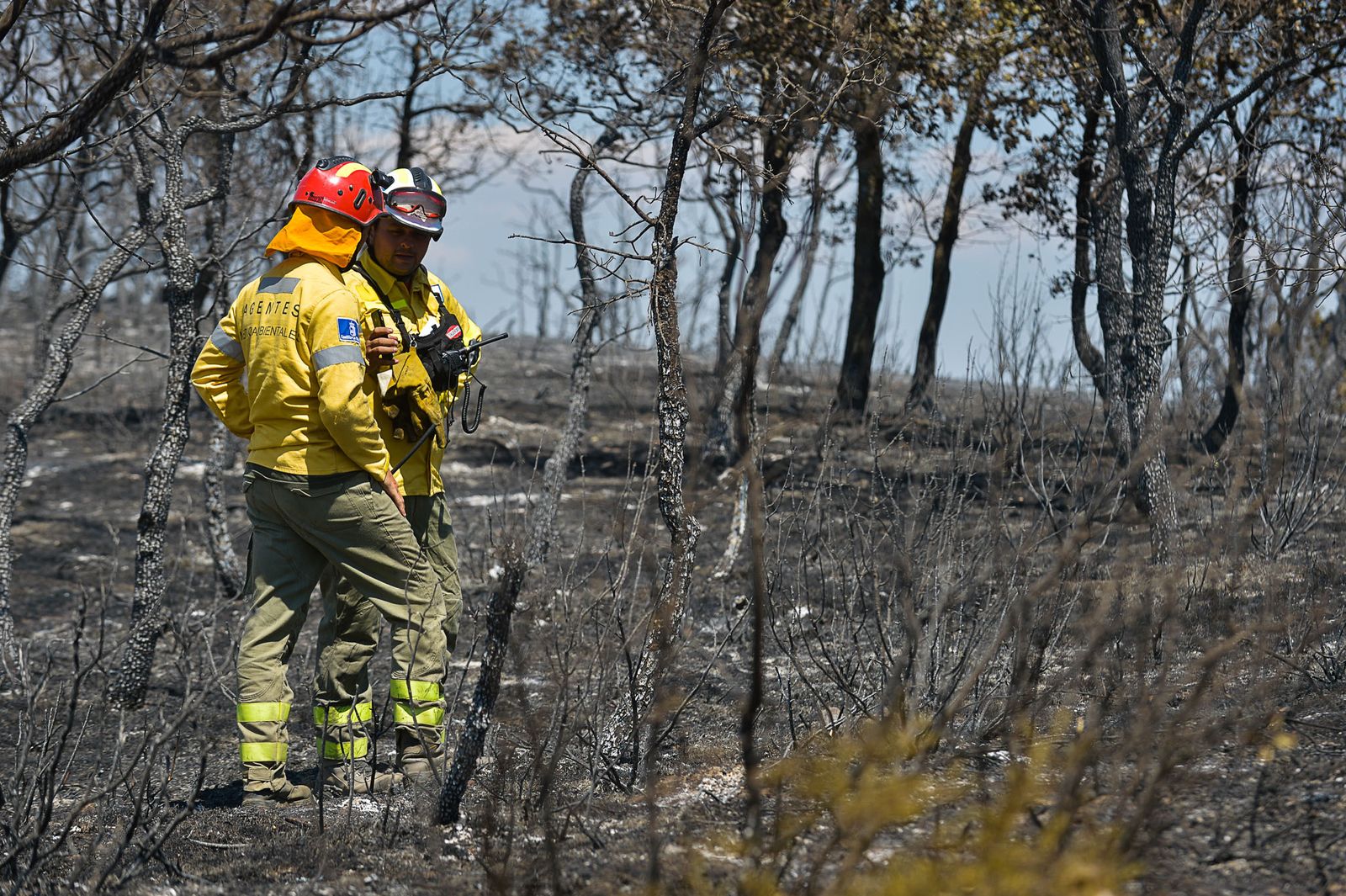 Zona afectada por el incendio en Humanes (Guadalajara)