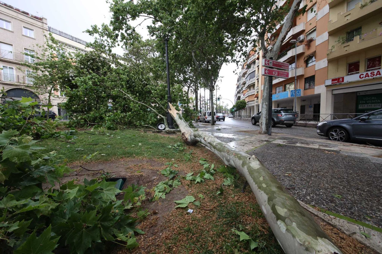 Cae una rama de gran tamaño en el Mamelón.