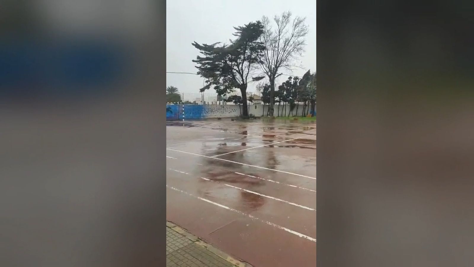 El fuerte viento de Kristin derriba un árbol en CEIP Miguel de Cervantes en Zahara de los Atunes