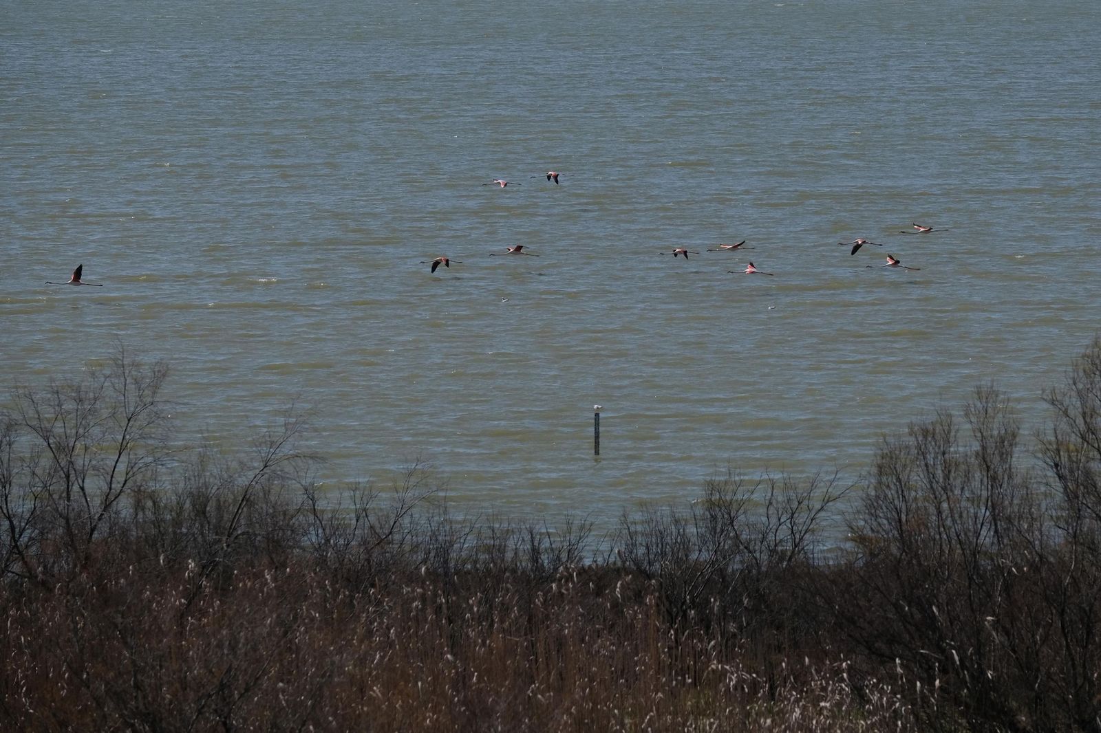 Las lluvias transforman el paisaje en el interior de Málaga, en imágenes