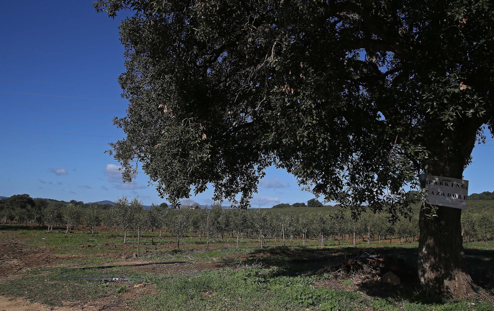 La Almoraima produce el primer aceite de oliva del Campo de Gibraltar La Almoraima produce el primer aceite de oliva del Campo de Gibraltar