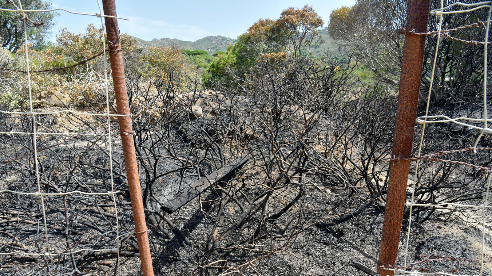 Fotos del incendio de Valdevaqueros que arrasó con 11 hectáreas de Parque Natural del Estrecho Las fotos de la zona afectada por el incendio de Valdevaqueros