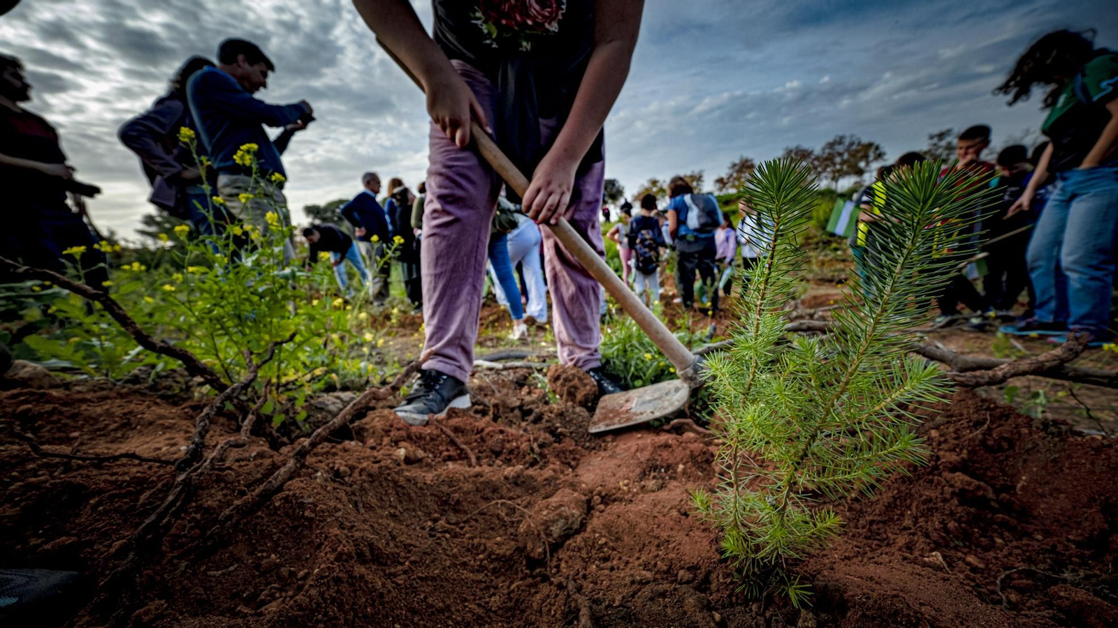 Las imágenes de escolares reforestando el pinar de Las Canteras de Puerto Real.