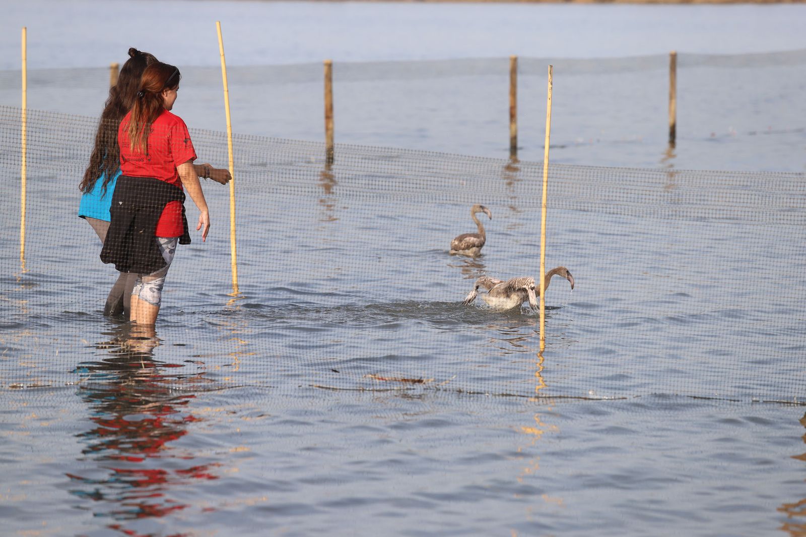 Imágenes del anillamiento de Flamencos en Marismas del Odiel