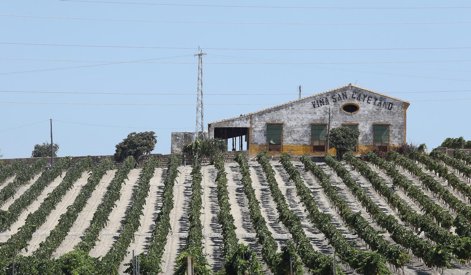 La Ruta del Vino y el Brandy del Marco de Jerez tuvo 99.006 visitantes a lo largo del año 2020; en la imagen, un viñedo del Marco.