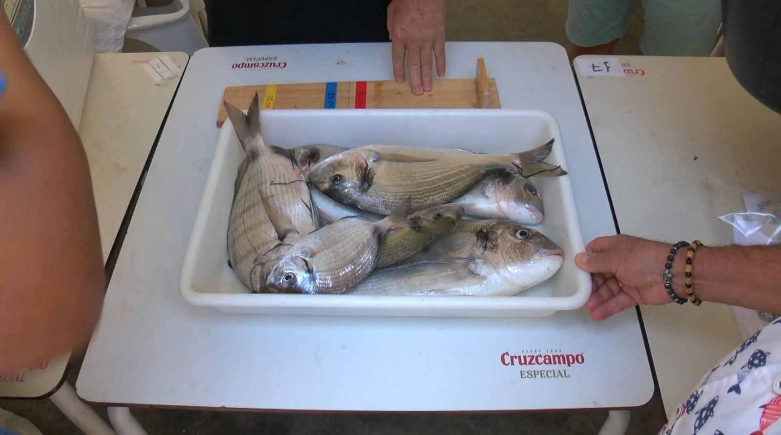 Pesaje de doradas en el concurso celebrado el pasado año