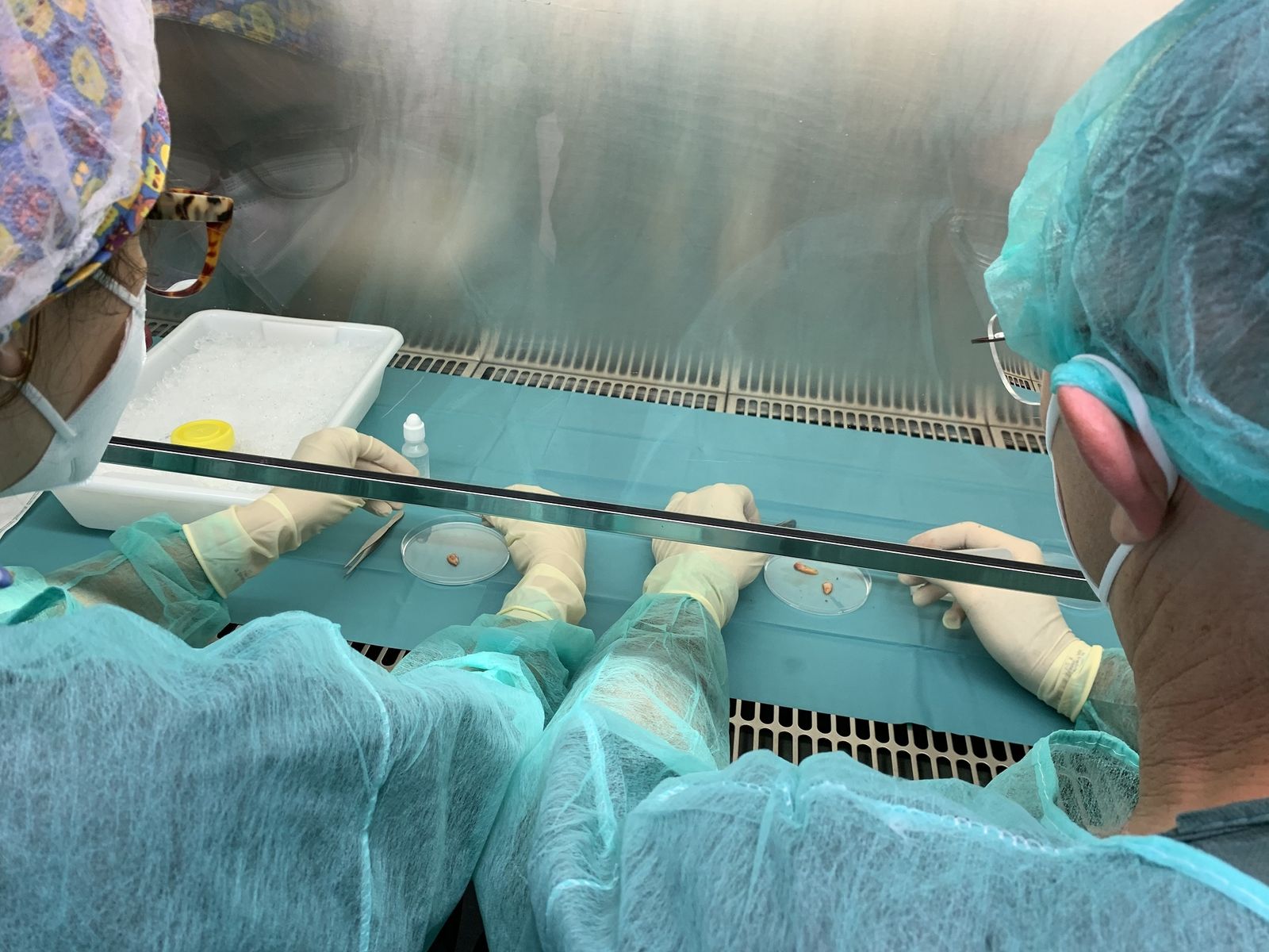 Extraen tejido ovárico de dos menores oncológicas para preservar su fertilidad en el Hospital Materno de Málaga.