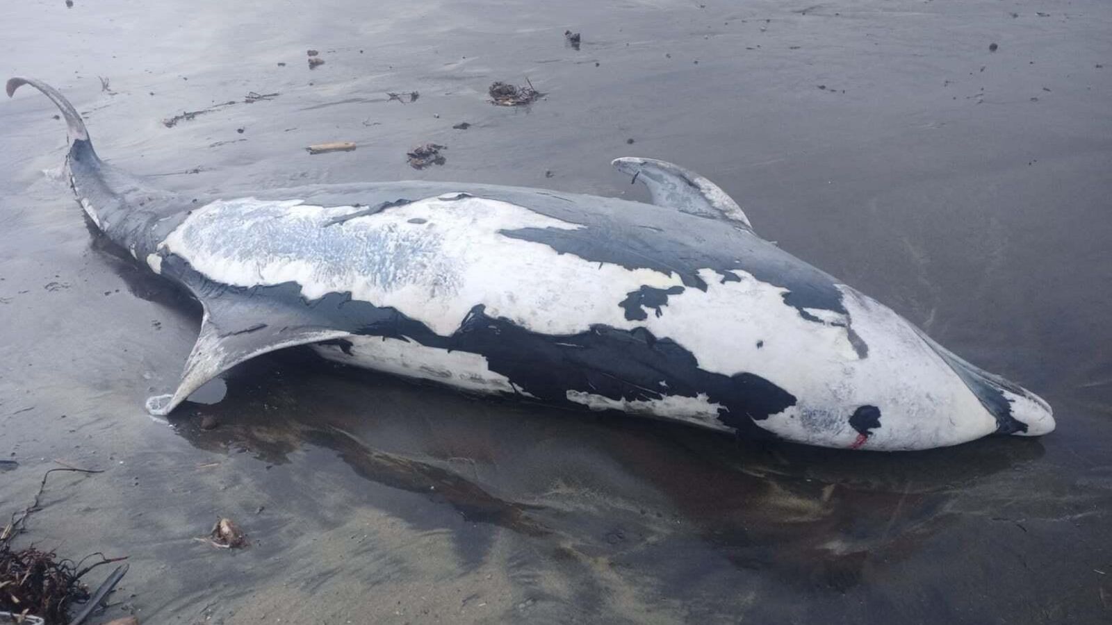 Aparecen muertos un delfín listado y otro mular en el entorno de San José