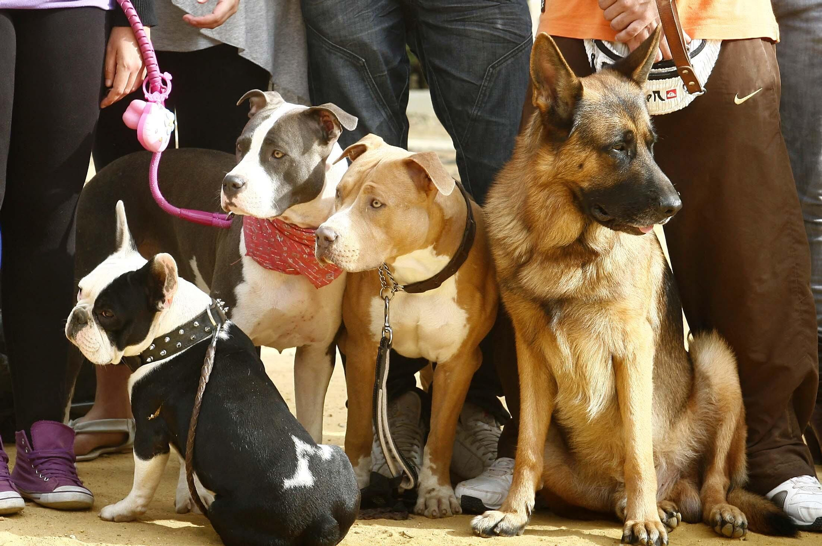 Perros en una exhibición.