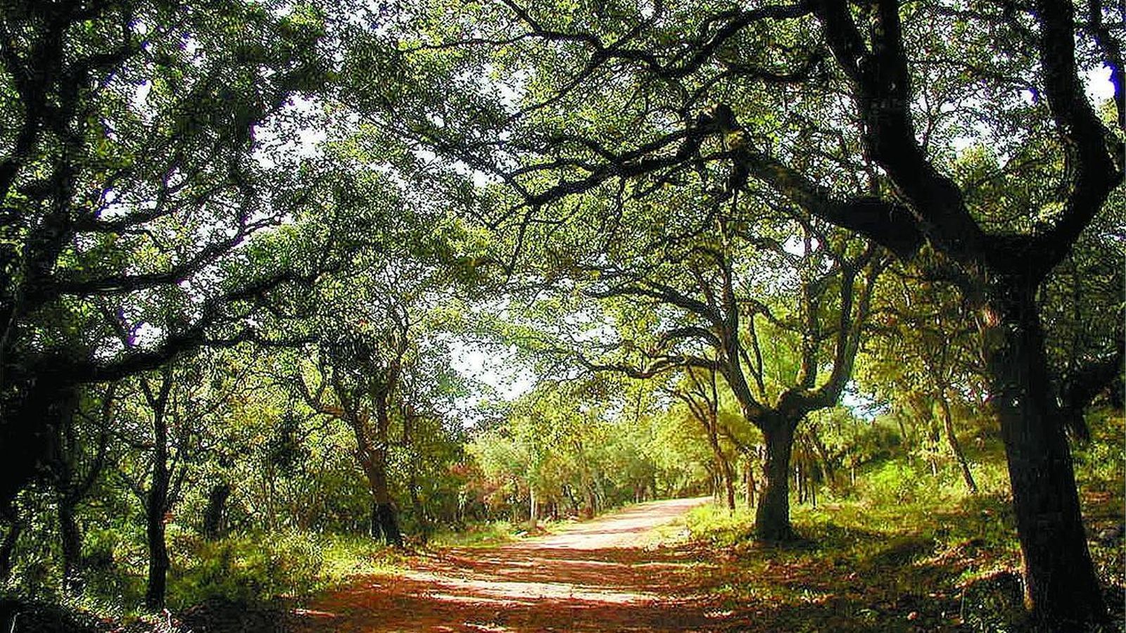 Parque Natural de Los Alcornocales, Cádiz.