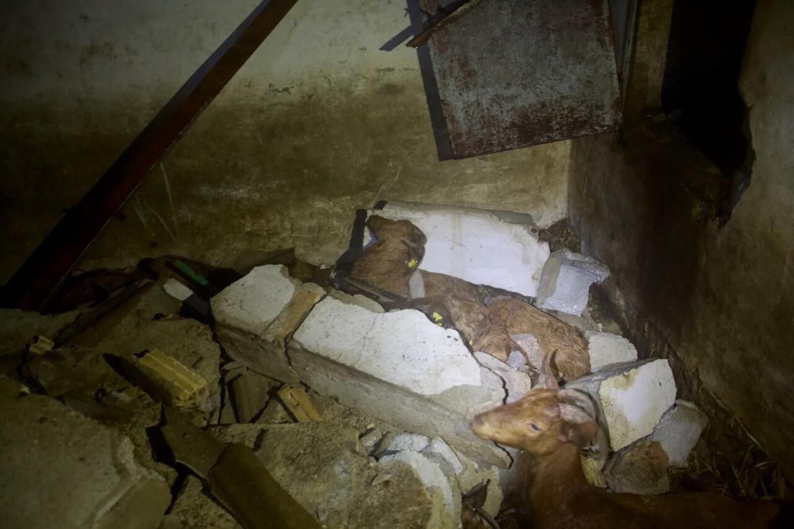 Una explotación ganadera de Campillos afectada por la virulencia del tornado.