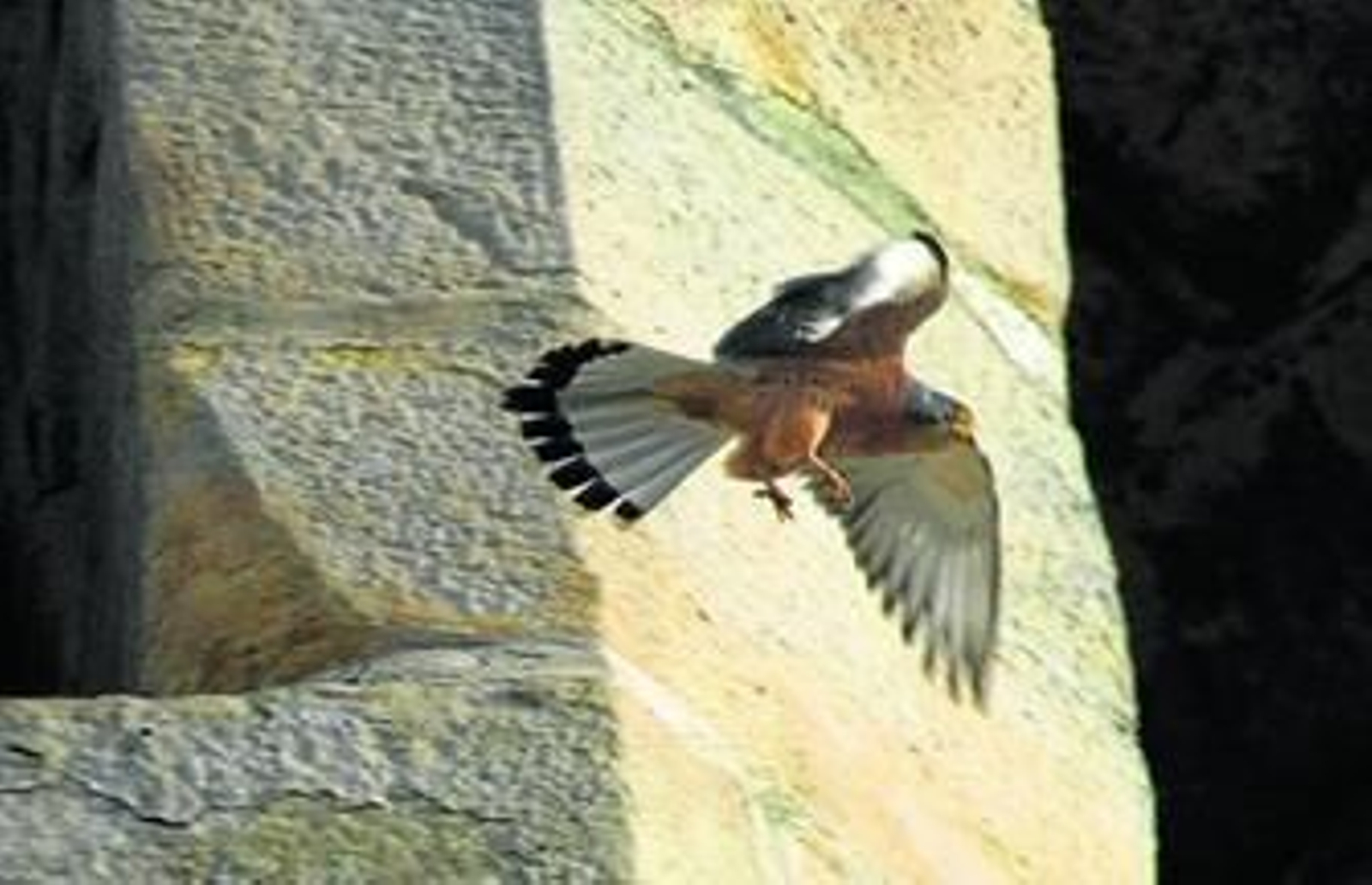 Dos ejemplares de cernícalo apoyados en el yugo de la campana.