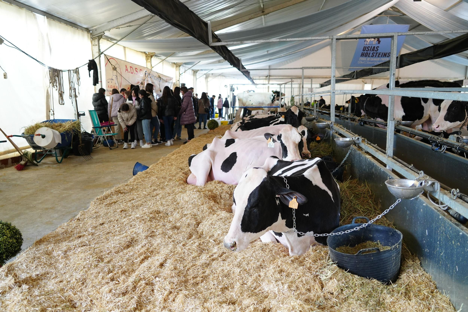 Un paseo en imágenes por la XVI Feria de Ganado Frisón Usías Holsteins de Dos Torres