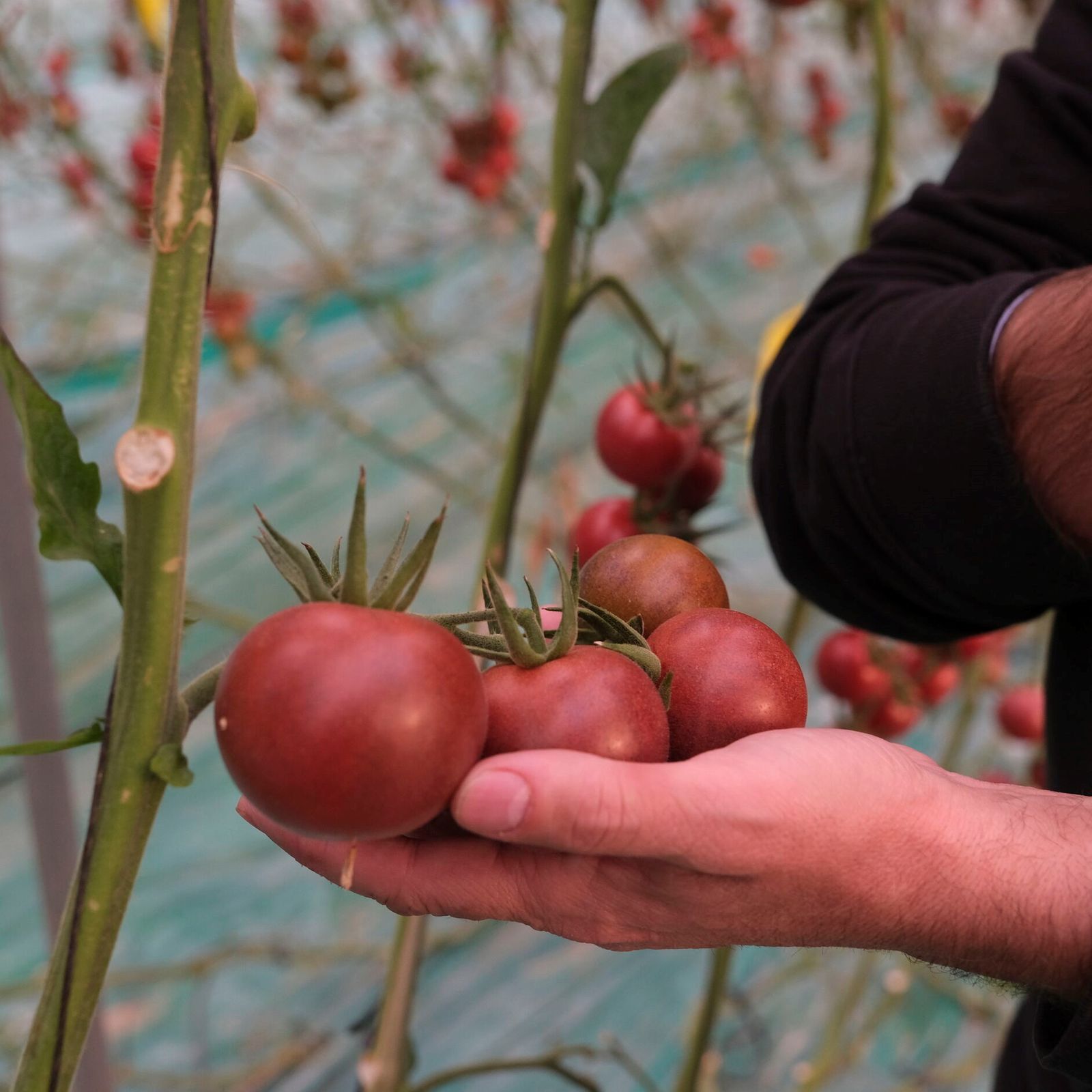 Tomate de un invernadero almeriense.