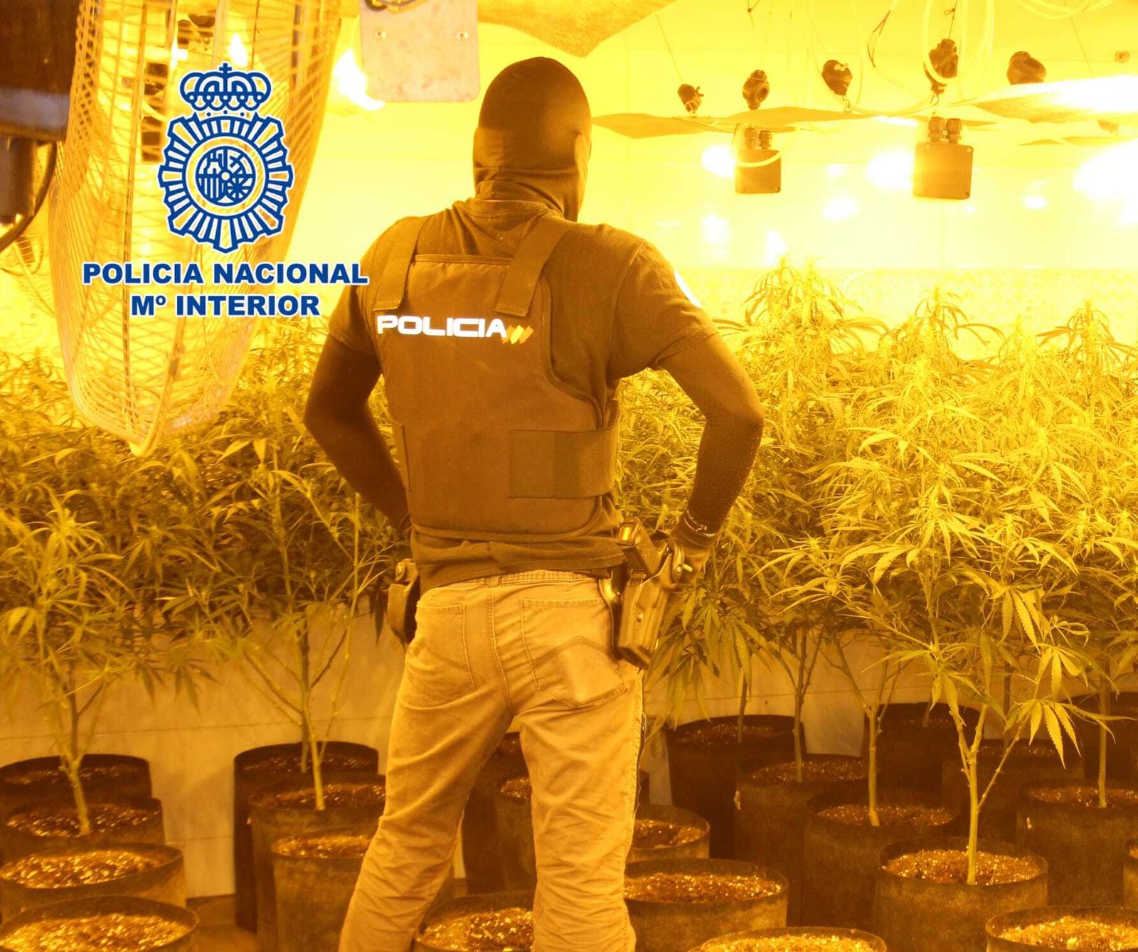 Tres detenidos tras intervenir 414 plantas de marihuana, armas y 11.000 euros en Viator