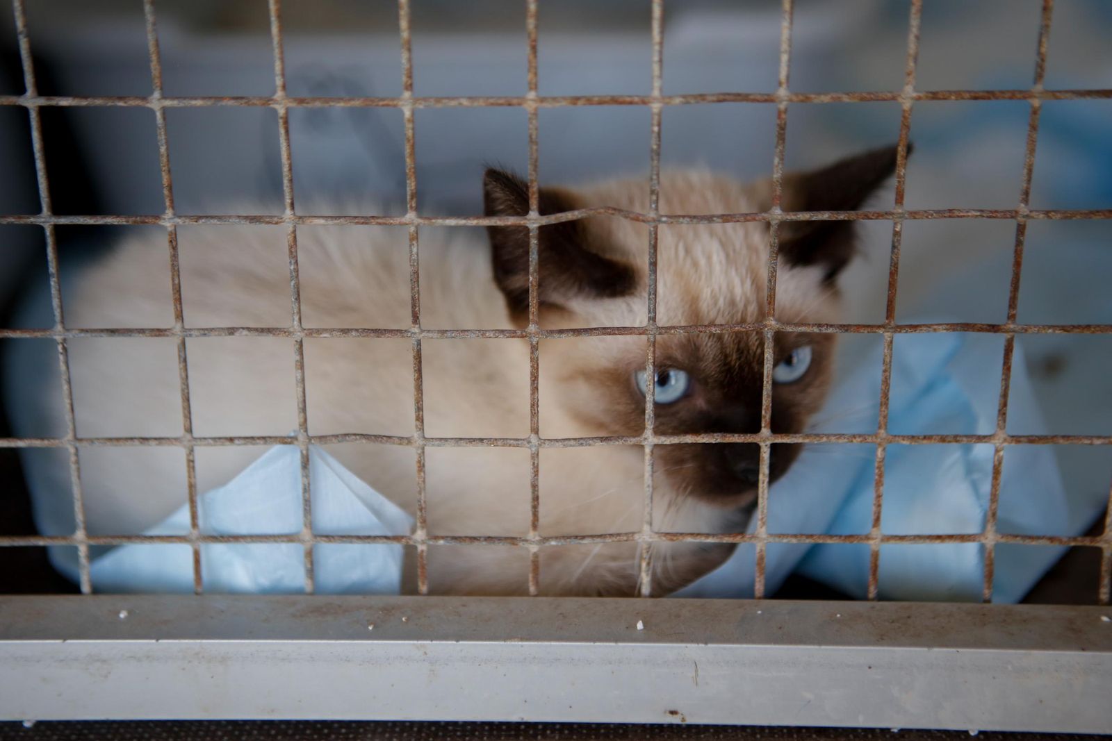 Las fotos de la protectora de animales de La Línea El gato andaluz