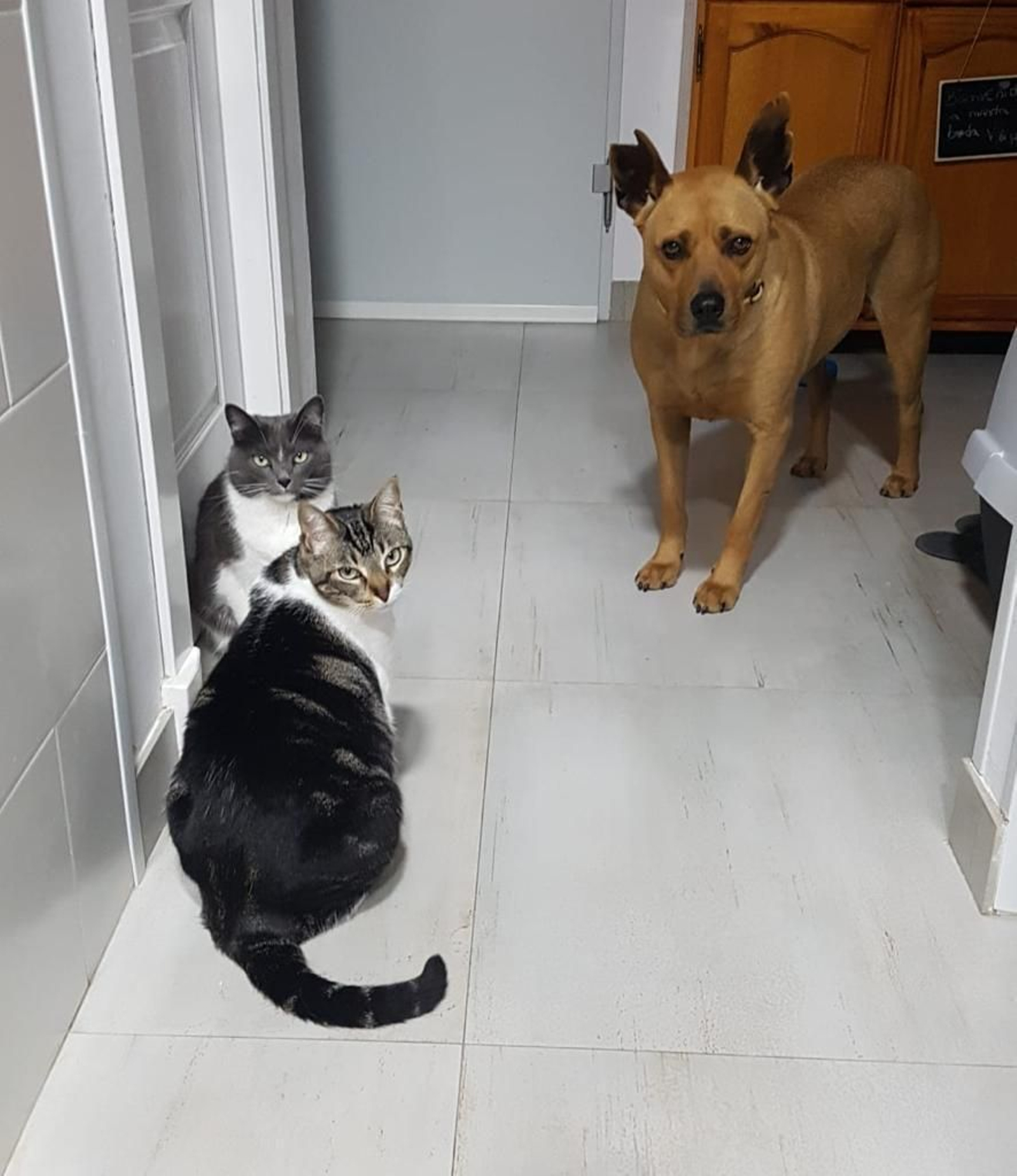 Carapán vive ahora con dos gatas.