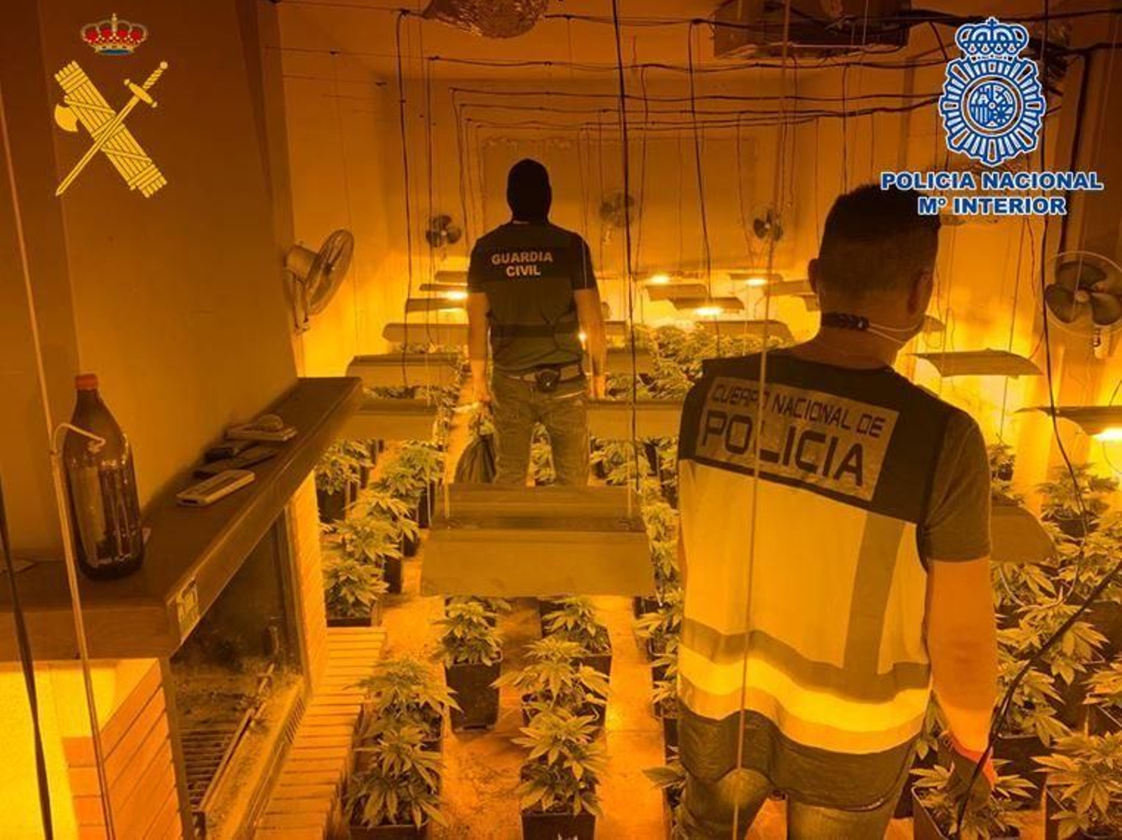 Operación conjunta de la Policía Nacional y Guardia Civil contra la marihuana en Granada.