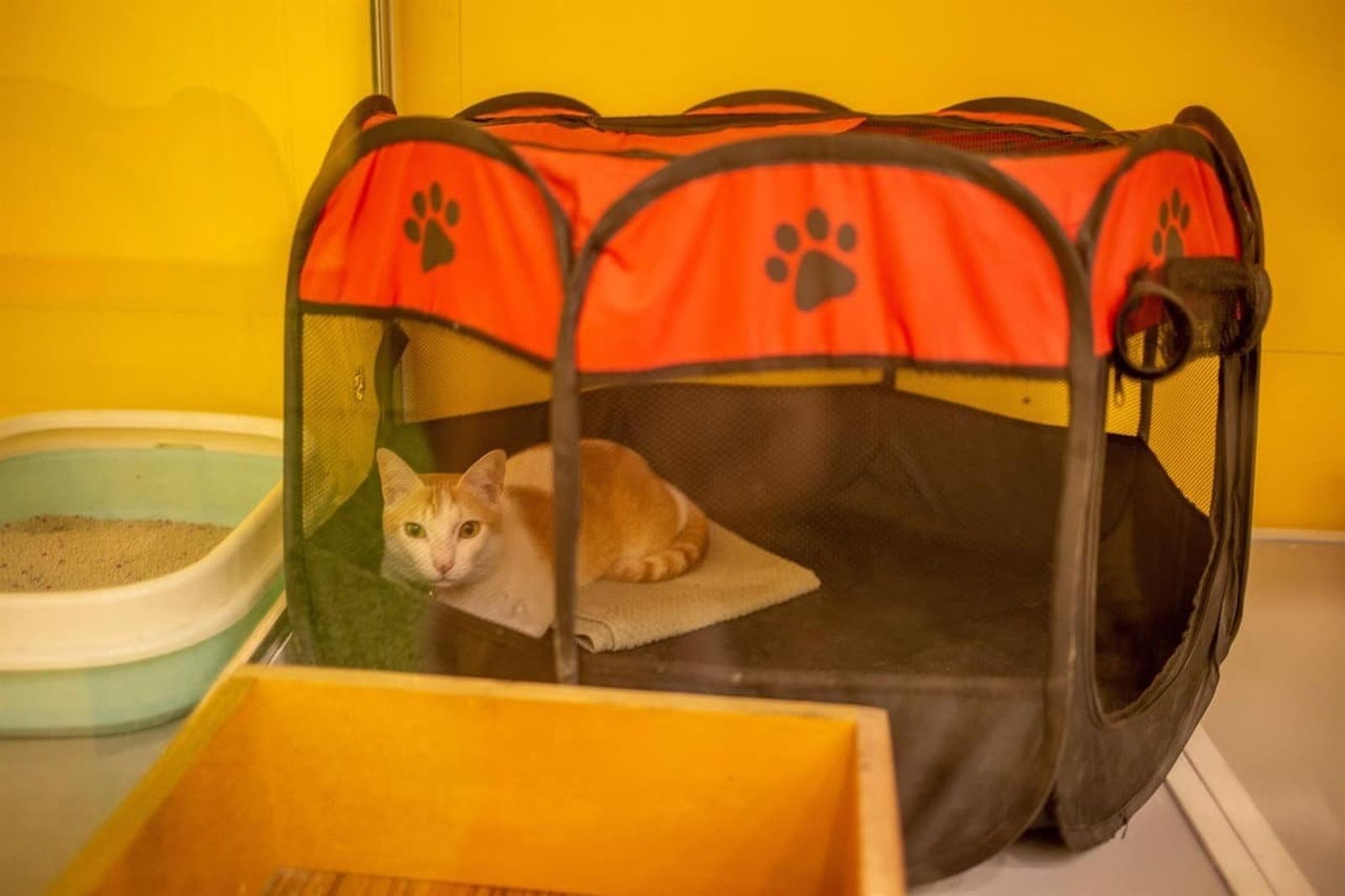 Así es Furry Ghor, el primer hotel para mascotas en Bangladesh