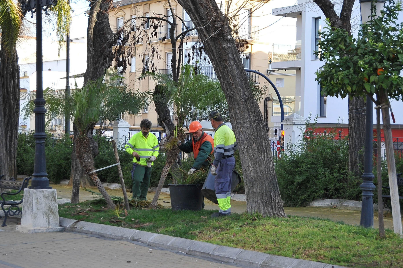 Trabajos de poda en la arboleda municipal de Lucena.