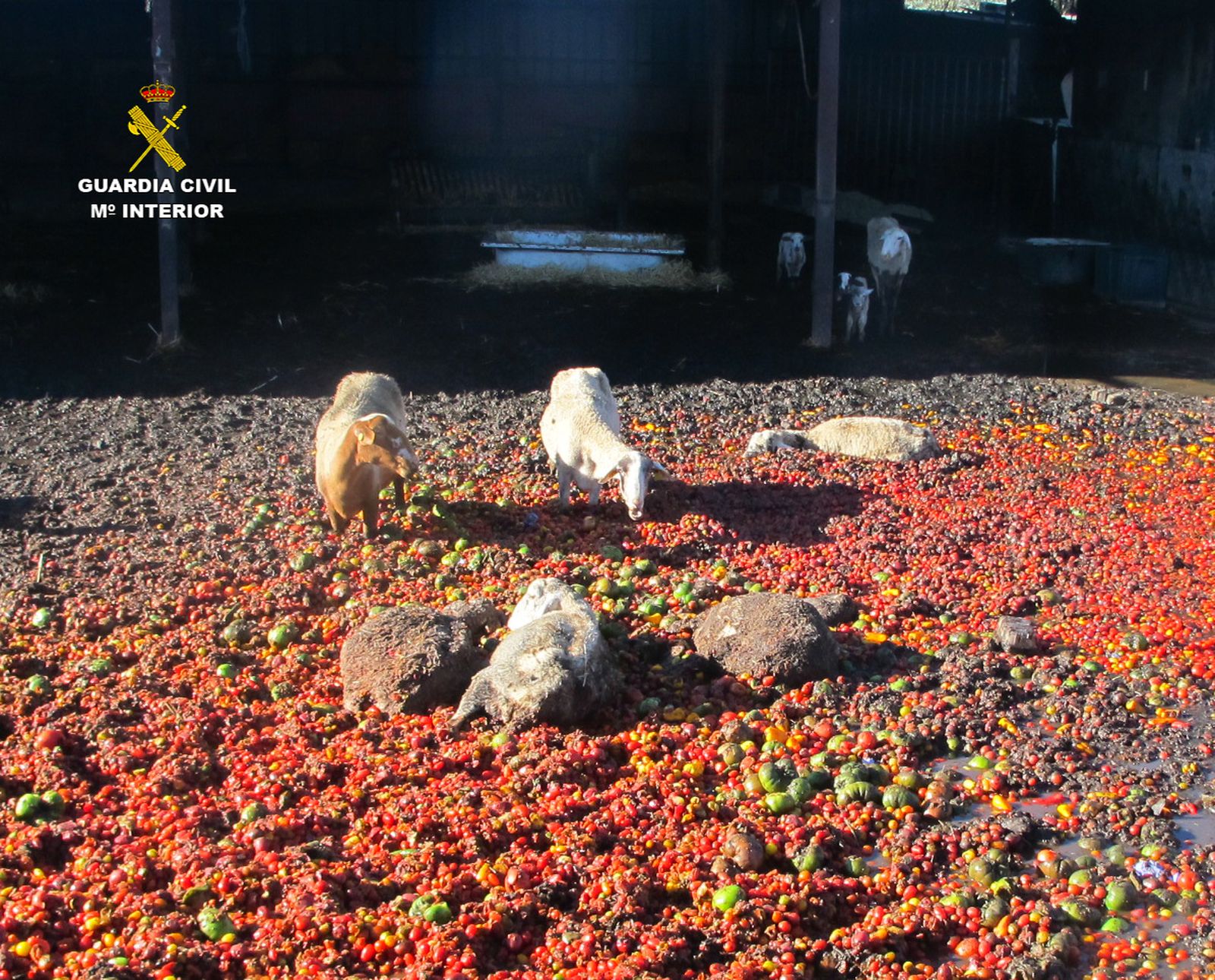 Las ovejas estaban encerradas en su propio estiércol