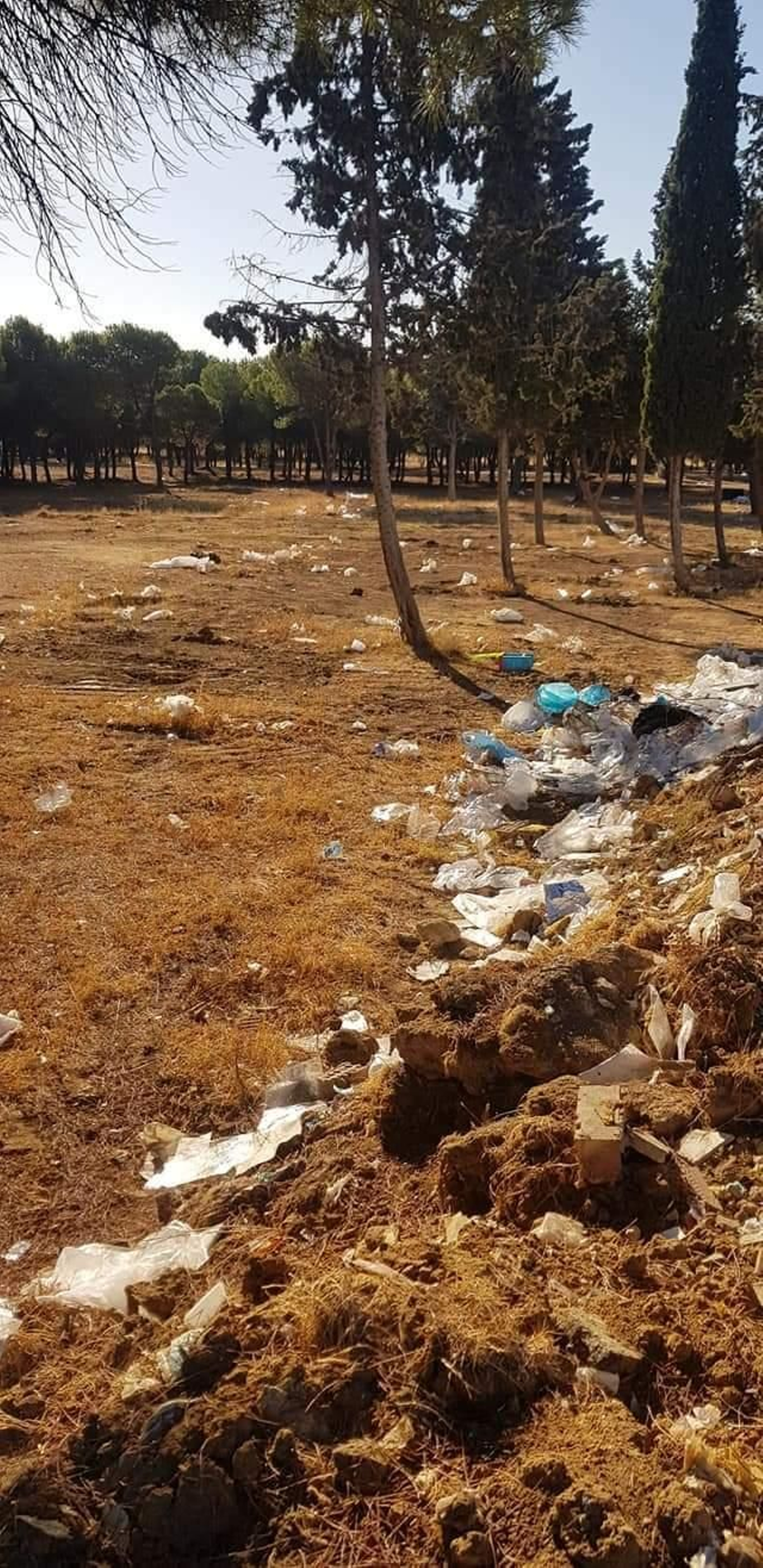 Residuos en el pinar.