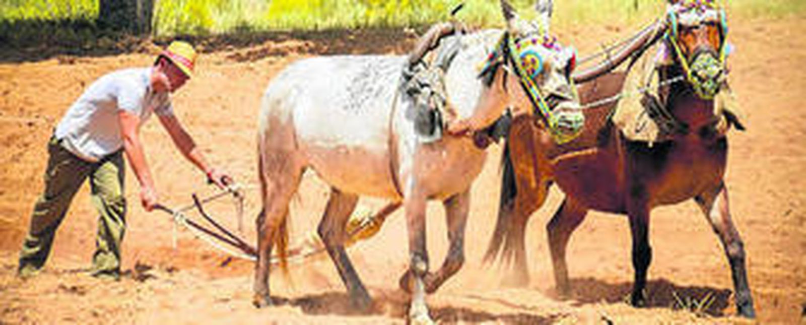 Exhibición de arado tradicional en el Cercado Cristo.