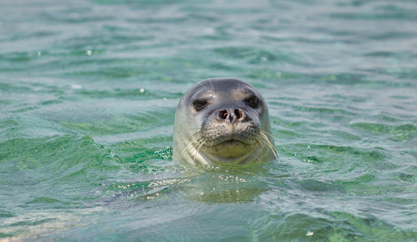 Ejemplar de foca monje, animal en peligro de extinción. Ejemplar de foca monje, animal en peligro de extinción.