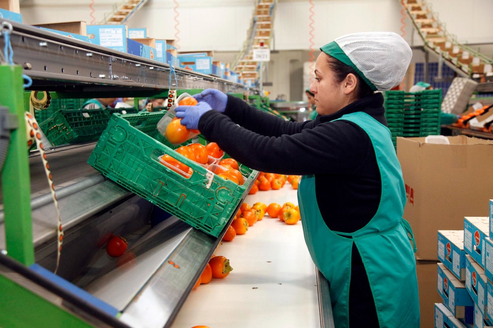 Una operaria envasa kakis en una cooperativa.