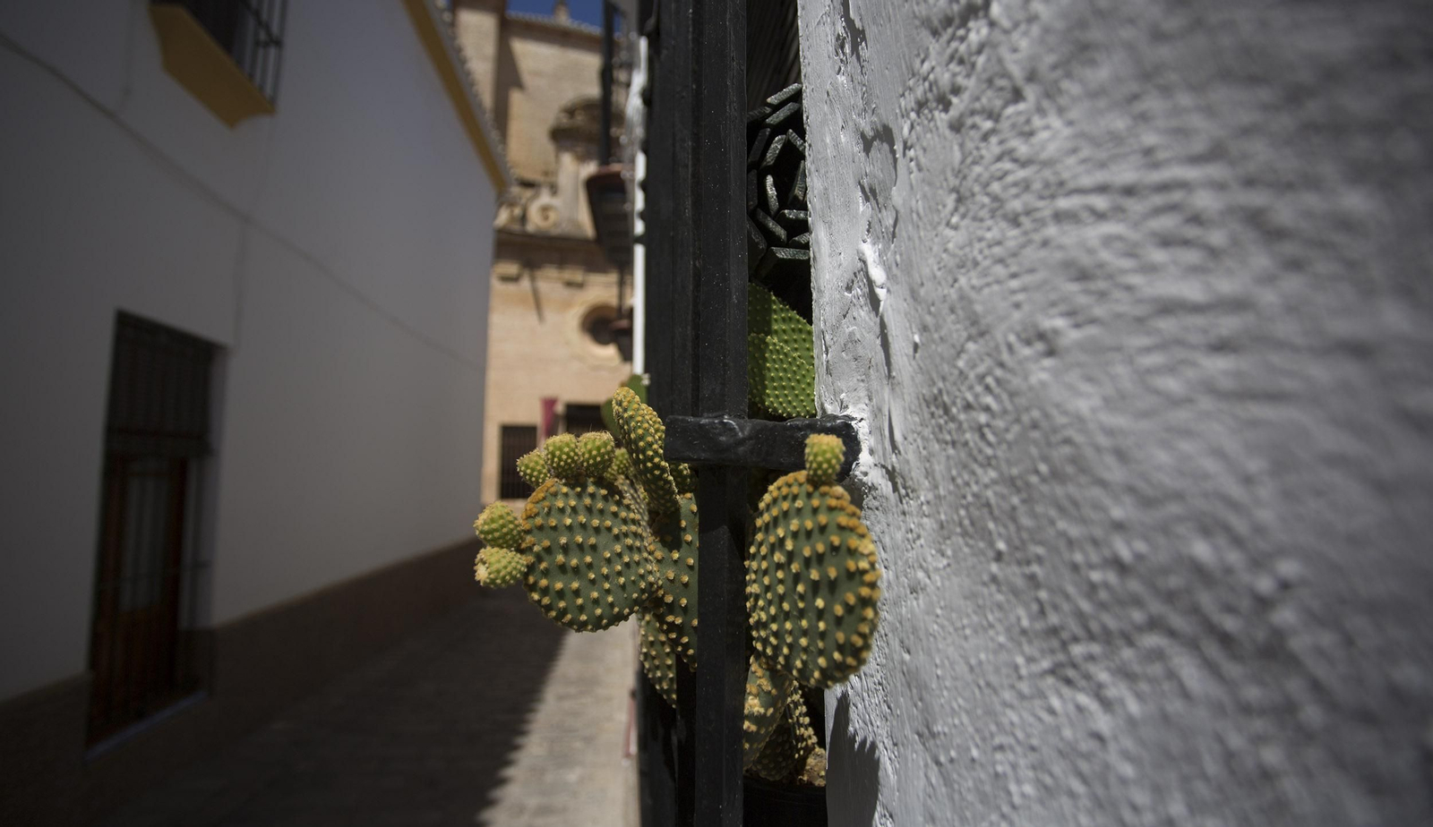 Carmona, en imágenes